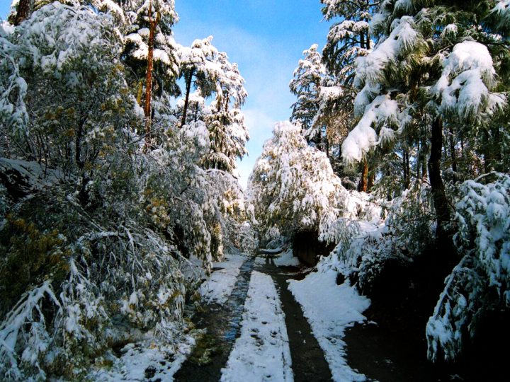 Discover Binsar In The Most Exceptional Way