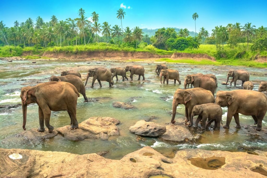 Get an Insight into the Mesmerising Land of Sri Lanka