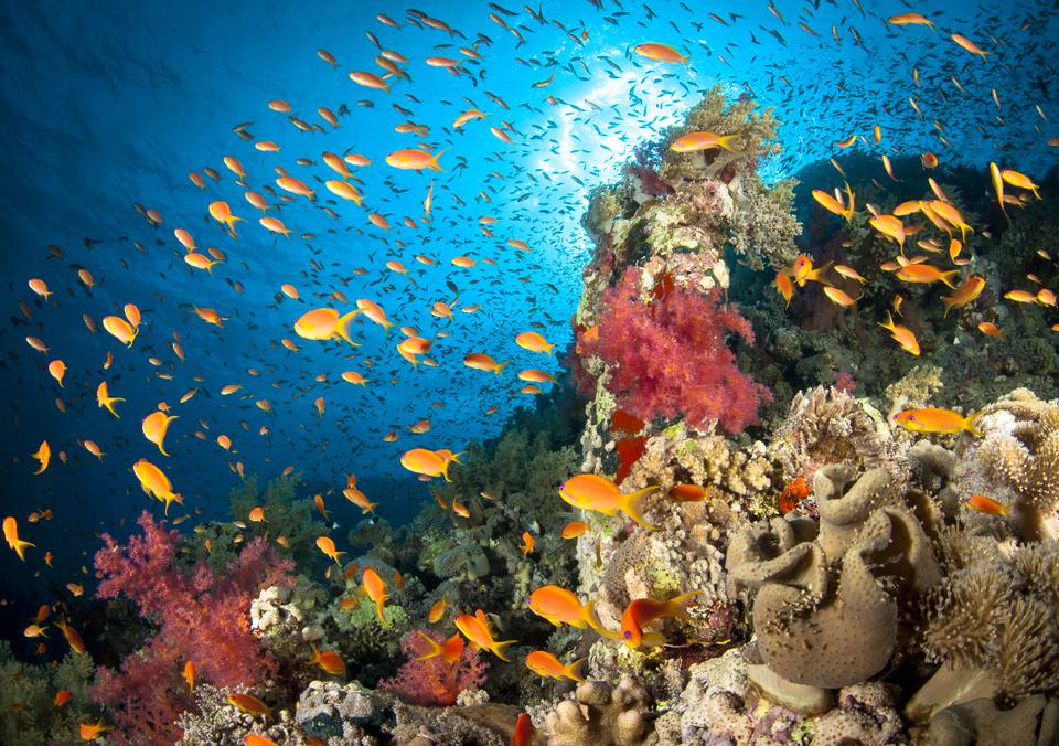 Deep-Sea Diving: An intriguing methodology of diving 
