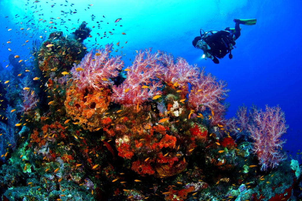 Scuba Diving: Best Experience for Your Vacations!