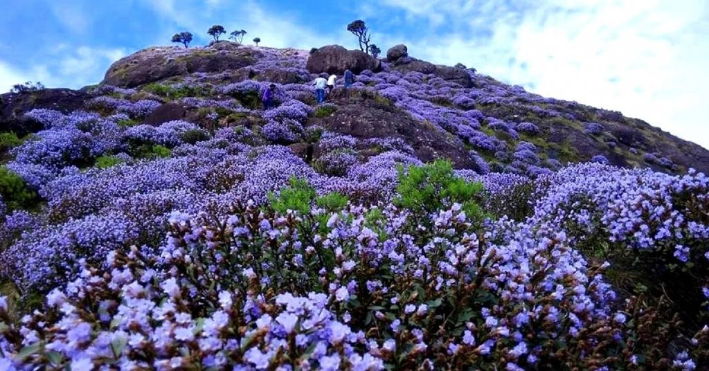 Munnar : Popular destination among the honeymooners.